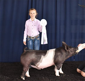 Stitt Showpigs Winners