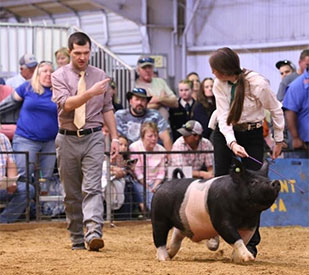 Stitt Showpigs Winners
