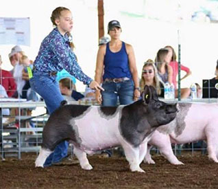 Stitt Showpigs Winners