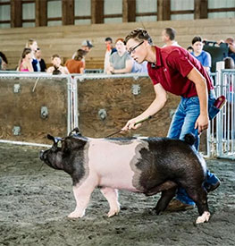 Stitt Showpigs Winners