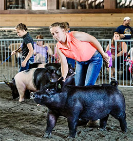 Stitt Showpigs Winners