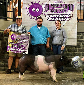 Stitt Showpigs Winners
