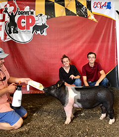Stitt Showpigs Winners