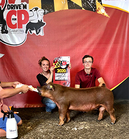 Stitt Showpigs Winners