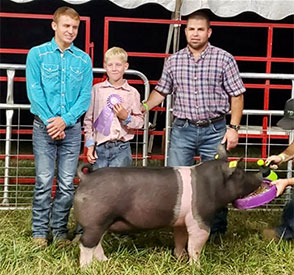 Stitt Showpigs Winners