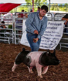 Stitt Showpigs Winners