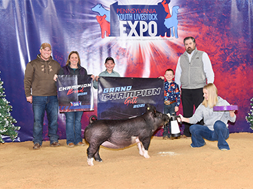Stirr Showpigs Winners