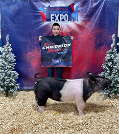 Stitt Showpigs Winners