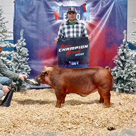 Stitt Showpigs Winners