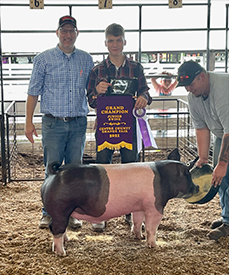 Stitt Showpigs Winners