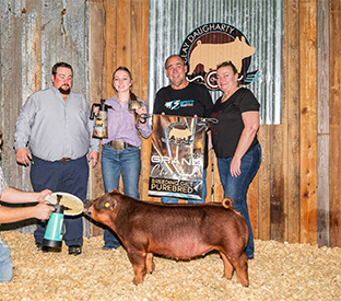 Stiit Showpigs Winners