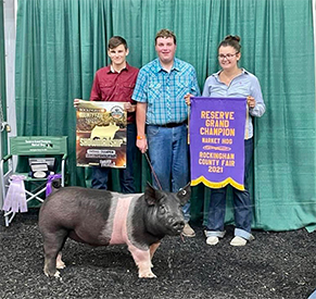 Stitt Showpigs Winners