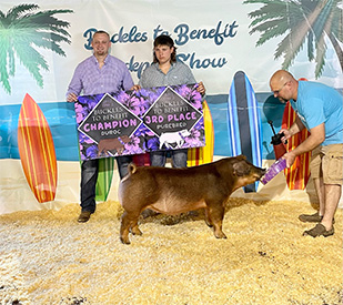 Stitt Showpigs Winners