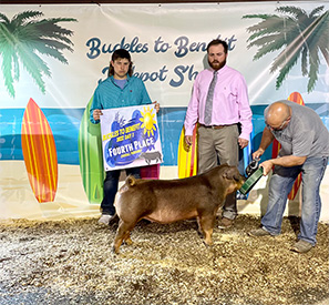Stitt Showpigs Winners