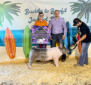 Stitt Showpigs Winners