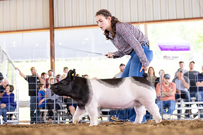 Stitt Showpigs Winners