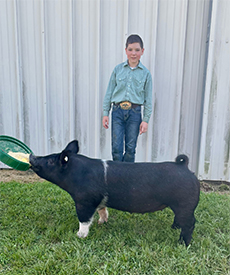 Stitt Showpigs Winners