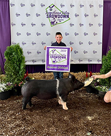 Stitt Showpigs Winners