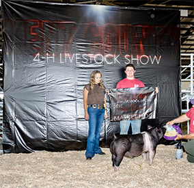 Stitt Showpigs Winners